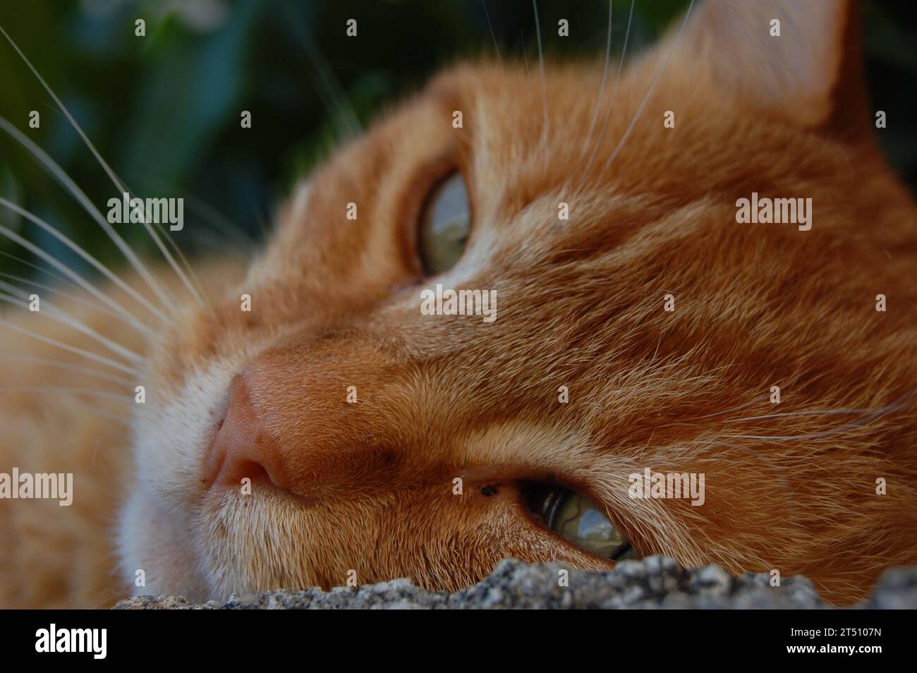 Rote Fellkatze Stockfoto