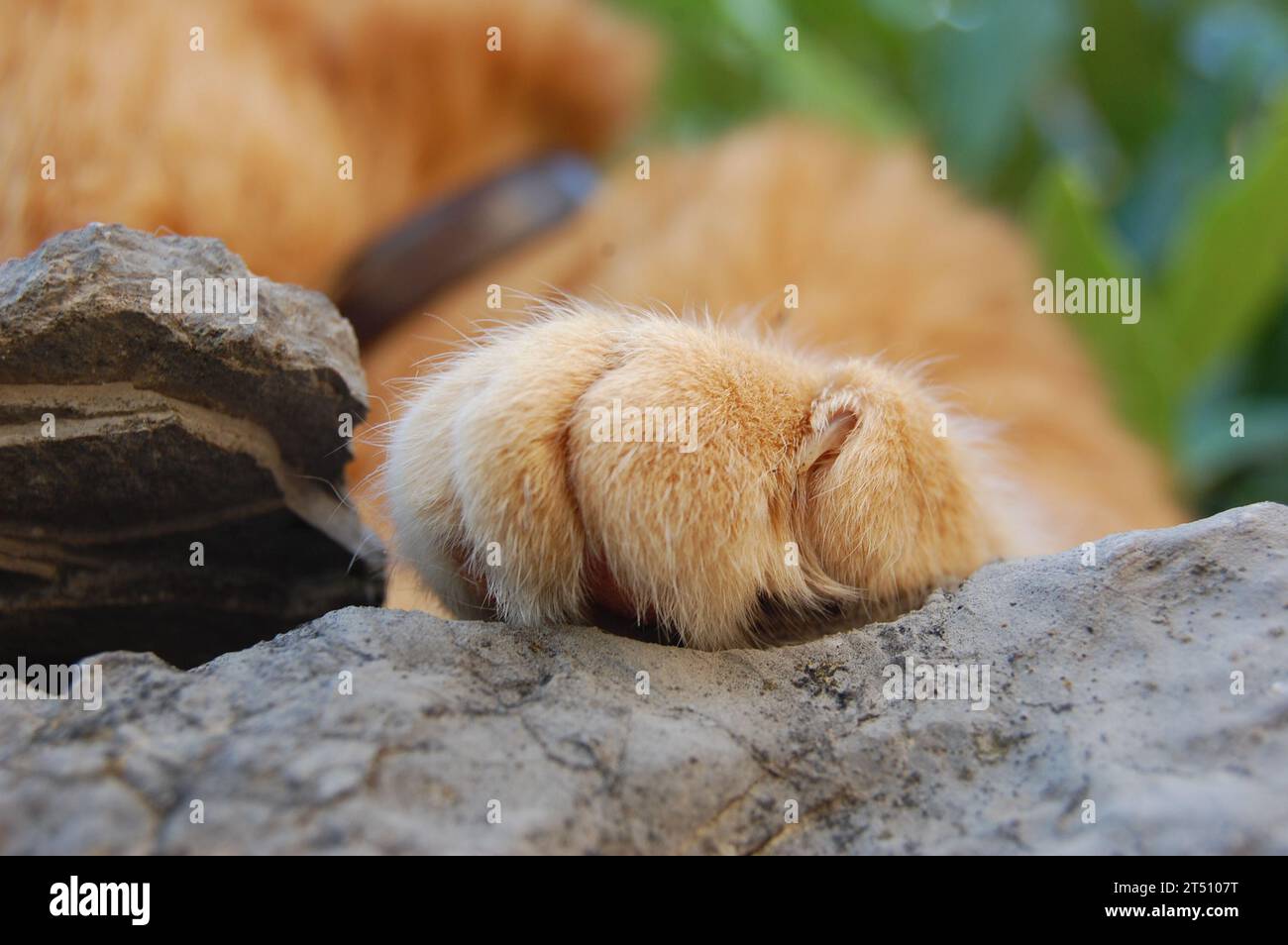 Rote Fellkatze Stockfoto