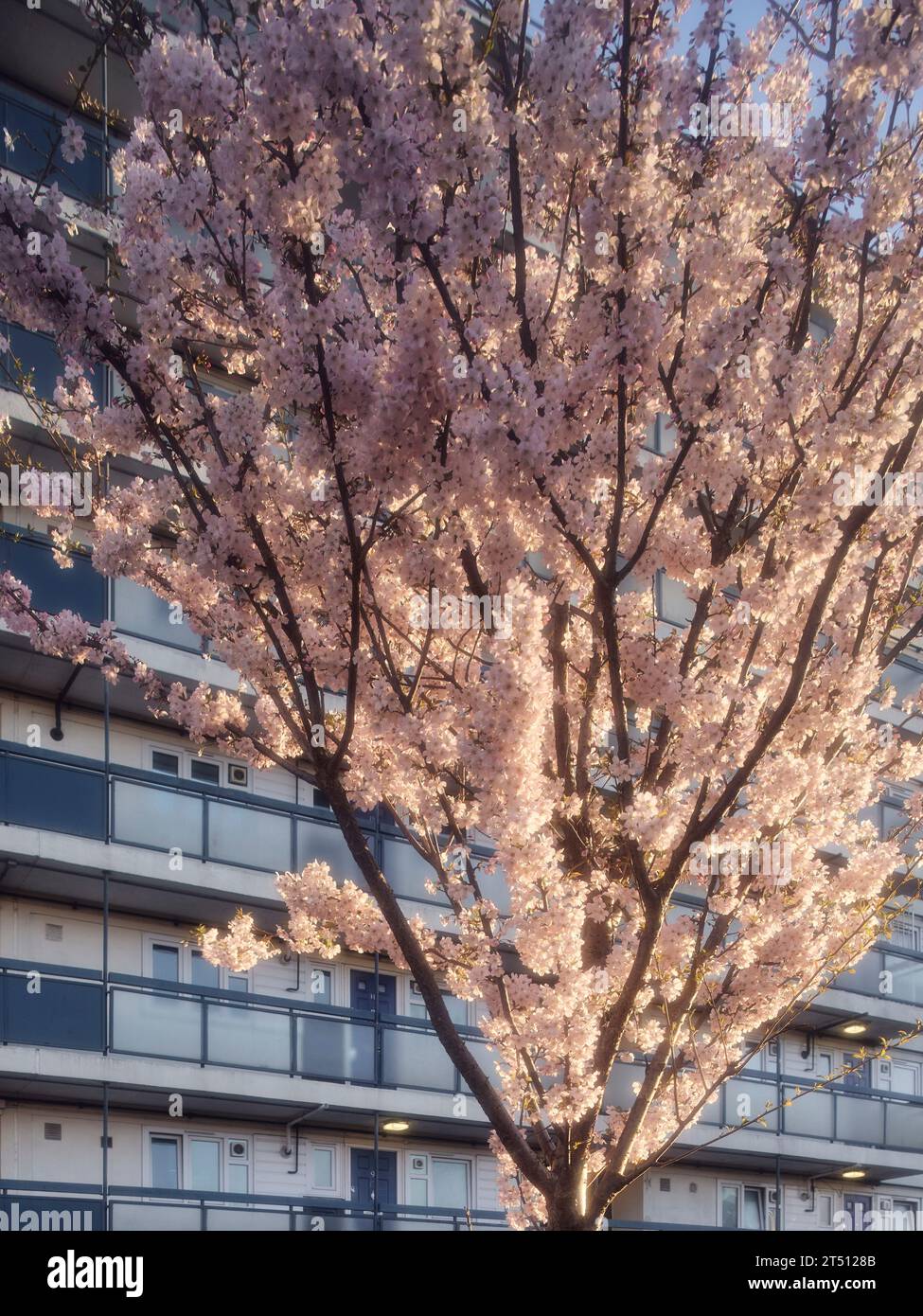 Kirschblüten und Kontext. The Hoxton Mule - Ivy Street, London, Großbritannien. Architekt: Sam Jacob Studio, 2022. Stockfoto