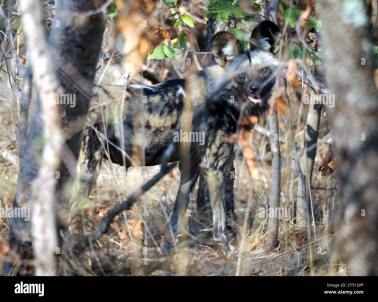 Afrikanischer Wildhund, bemalter Hund, Afrikanischer Wildhund, Chien-hyène, Lycaon pictus, Afrikai vadkutya, Hwange-Nationalpark, Republik Simbabwe Stockfoto