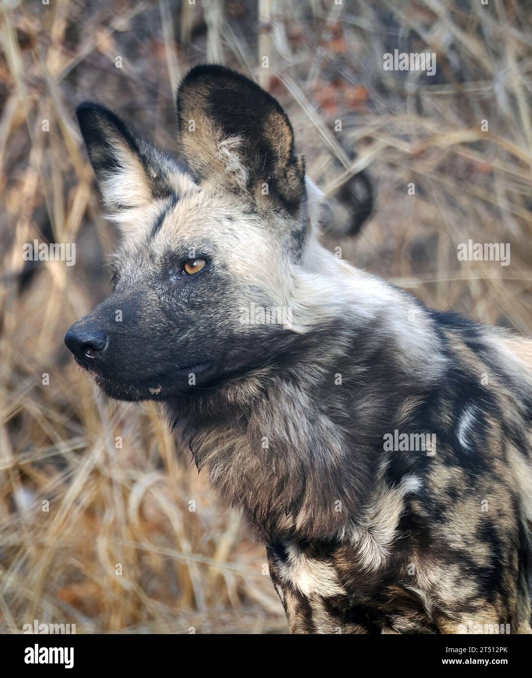 Afrikanischer Wildhund, bemalter Hund, Afrikanischer Wildhund, Chien-hyène, Lycaon pictus, Afrikai vadkutya, Hwange-Nationalpark, Republik Simbabwe Stockfoto