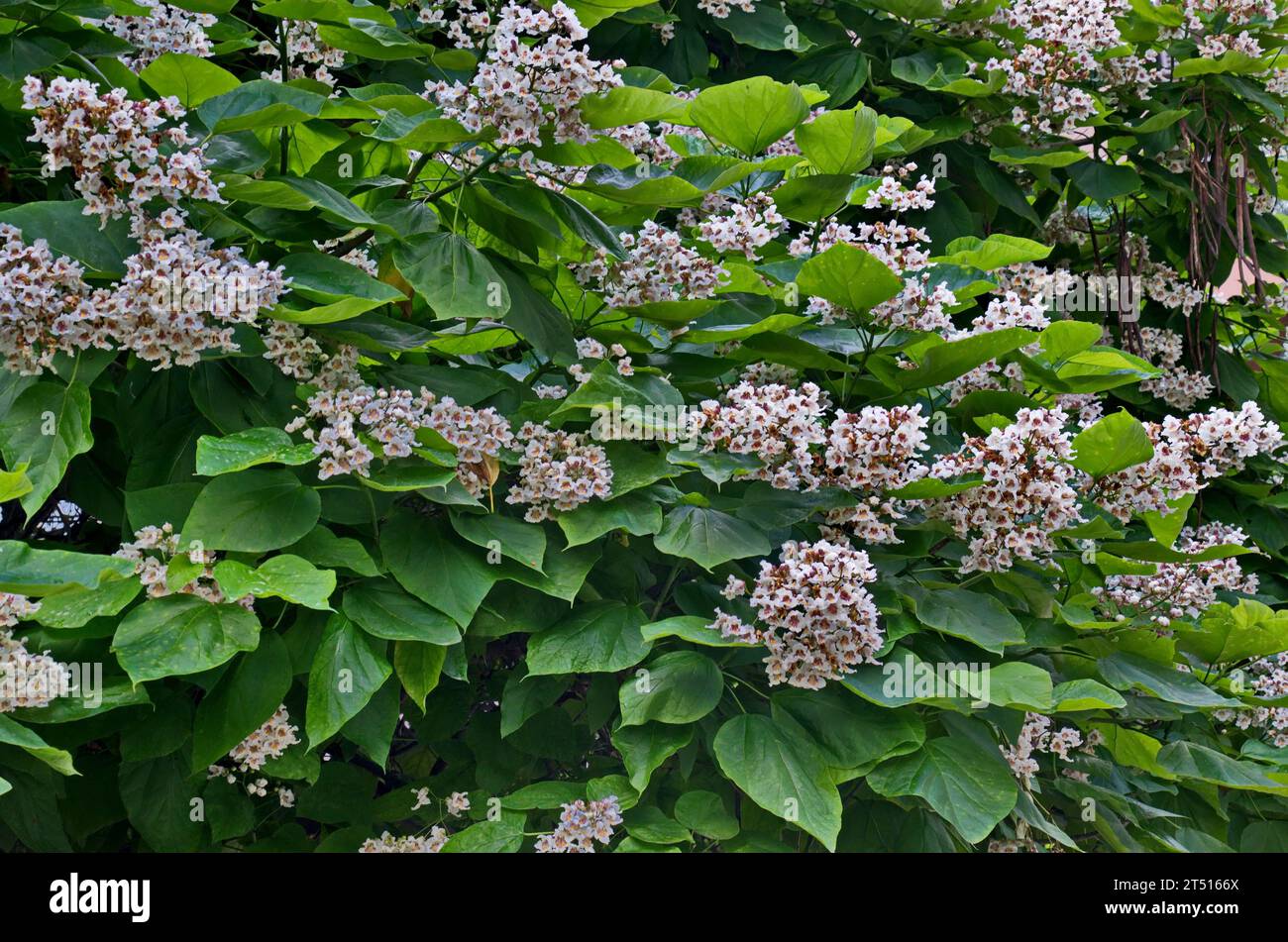 Ein Blick auf die Krone der Zweige des indischen Bohnenbaums oder Catalpa bignonioides in der Blüte, Sofia, Bulgarien Stockfoto