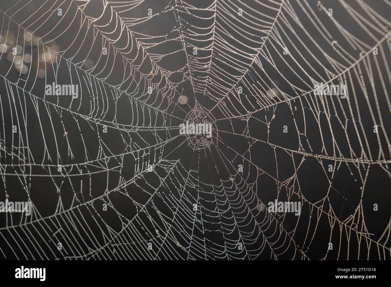 Taufrische Web Stockfoto