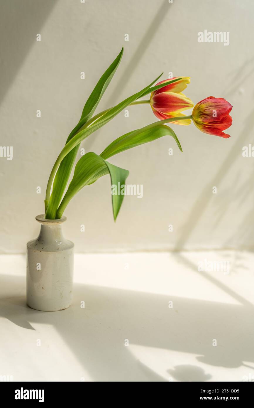 Orangefarbene Tulpen in einer weißen Vase auf einer sonnigen Fensterbank Stockfoto