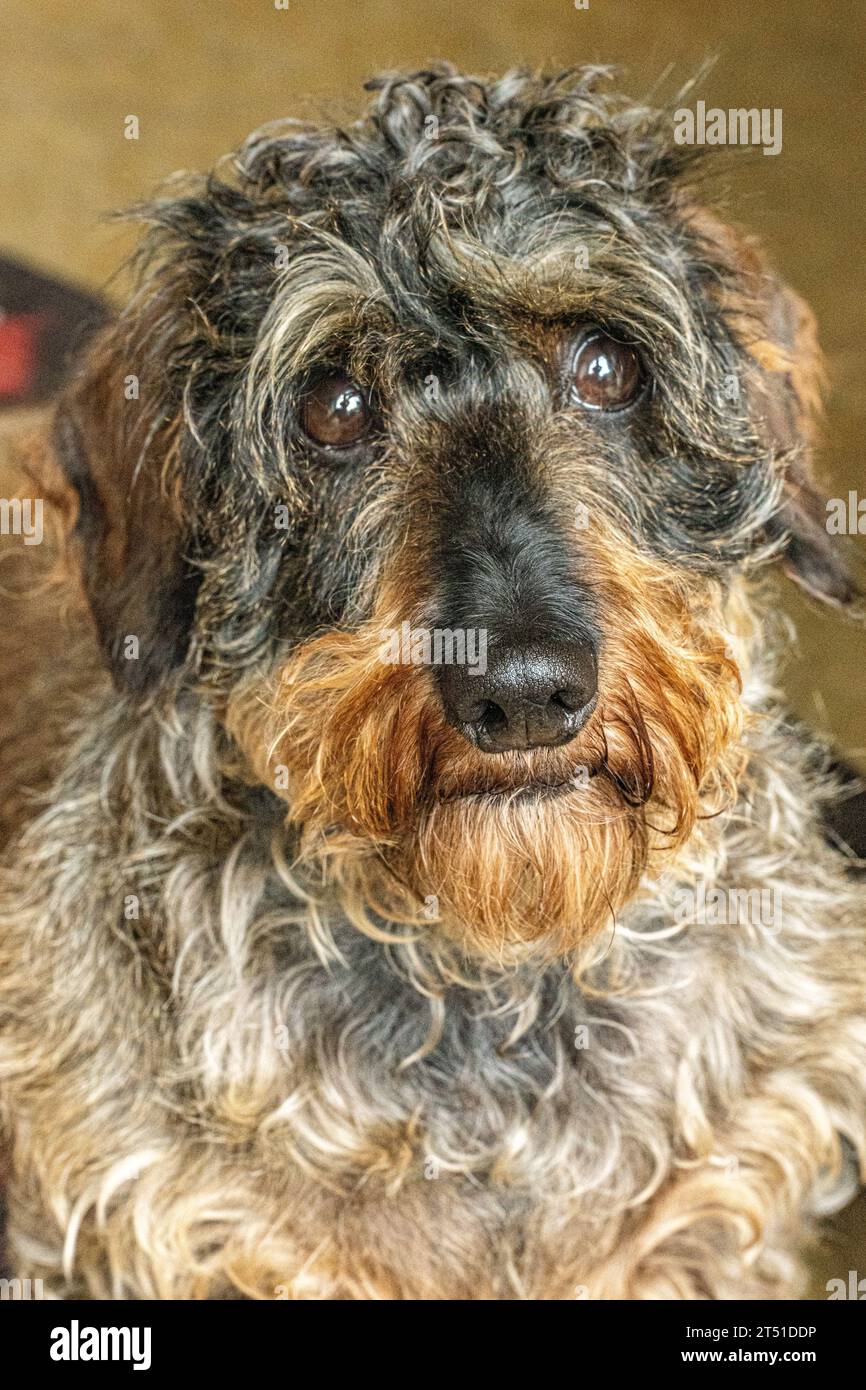 Nahaufnahme des drahthaarigen Dachshund-Hundes Stockfoto