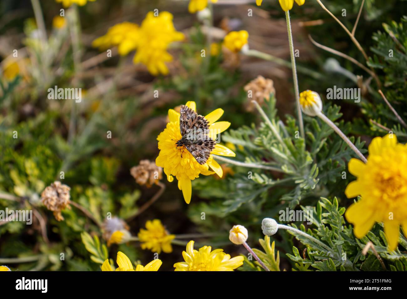 Schmetterling auf gelbe Blume Stockfoto