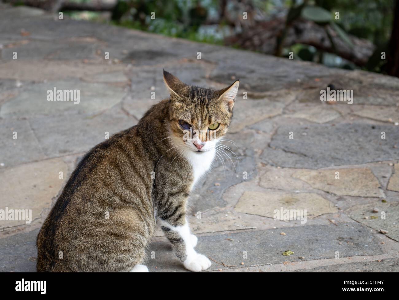 Ein Katzenporträt mit Augen Stockfoto