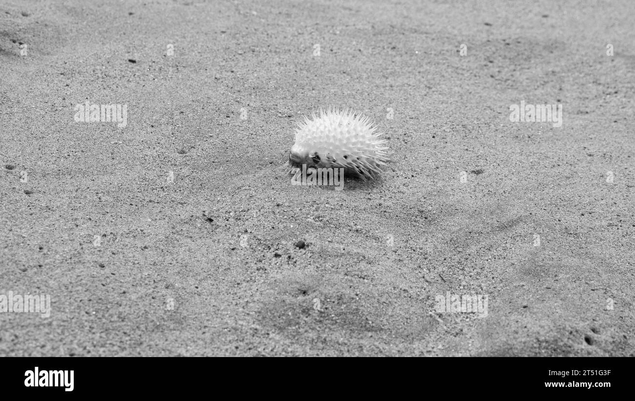 Kugelfisch auf Sand. Pufferfisch, exotisches Tier, Meeresfrüchte oder Pufferfisch. Foto eines Kugelfisches Stockfoto