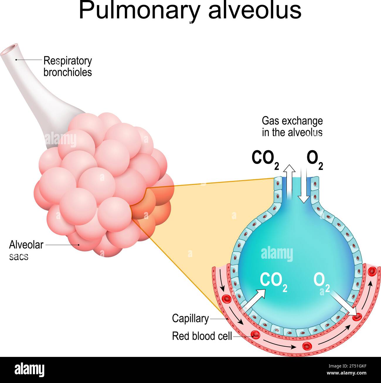 Lungenalveolen. Gasaustausch in einer Lunge. Respiratorische Bronchiolen mit Alveolarsäcken. Querschnitt von Alveole und Kapillaren. Atemsystem Stock Vektor