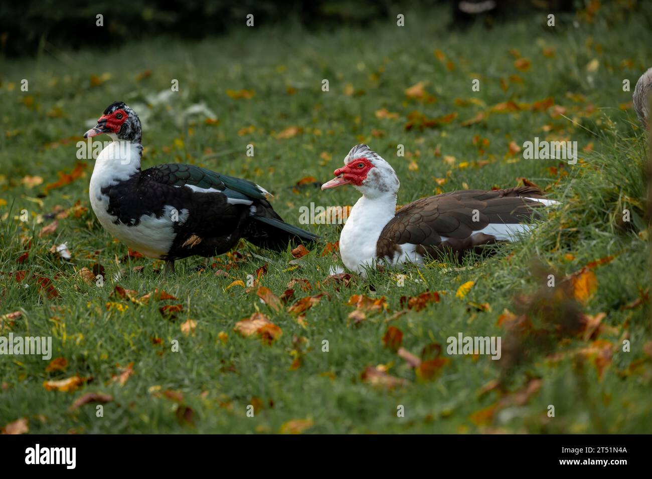 Porträt von zwei Moschusenten auf einer Graswiese mit Herbstlaub. Stockfoto