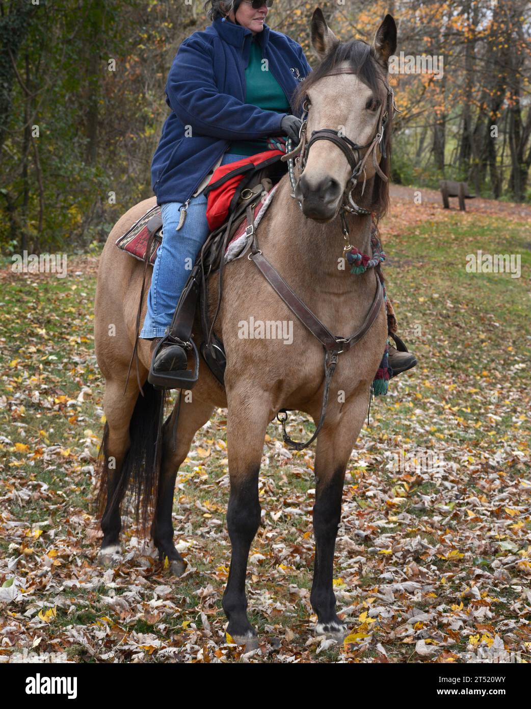Eine Frau reitet auf einem Pferd auf dem beliebten Virginia Creeper Trail in Abingdon, Virginia. Stockfoto