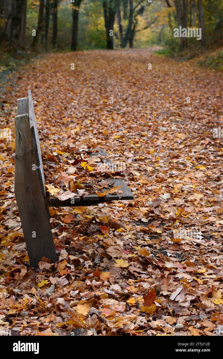 Herbstlaub bedeckt einen Naturpfad in Abingdon, Virginia. Stockfoto