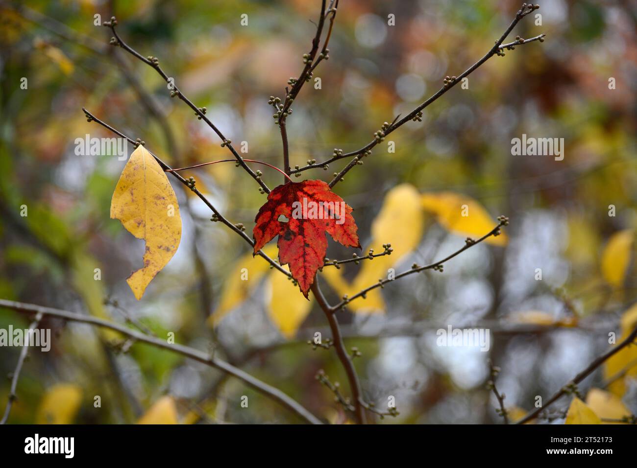 Farbenprächtiges Herbstlaub auf einem Naturpfad in Abingdon, Virginia. Stockfoto