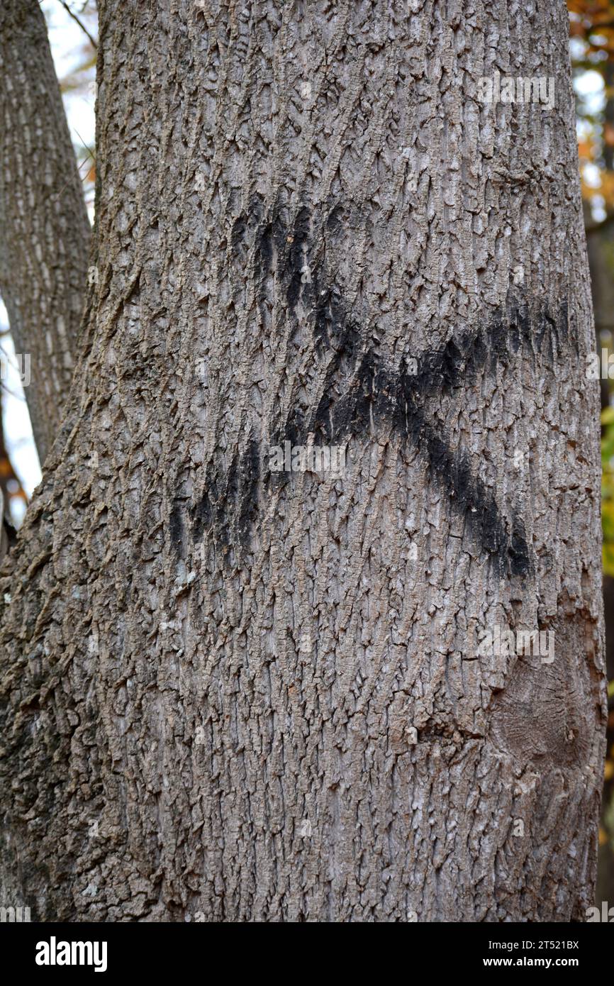 Der Buchstabe X ist auf einem Baum gemalt, der entlang eines Naturpfads in Abingdon, Virginia, entfernt werden soll Stockfoto