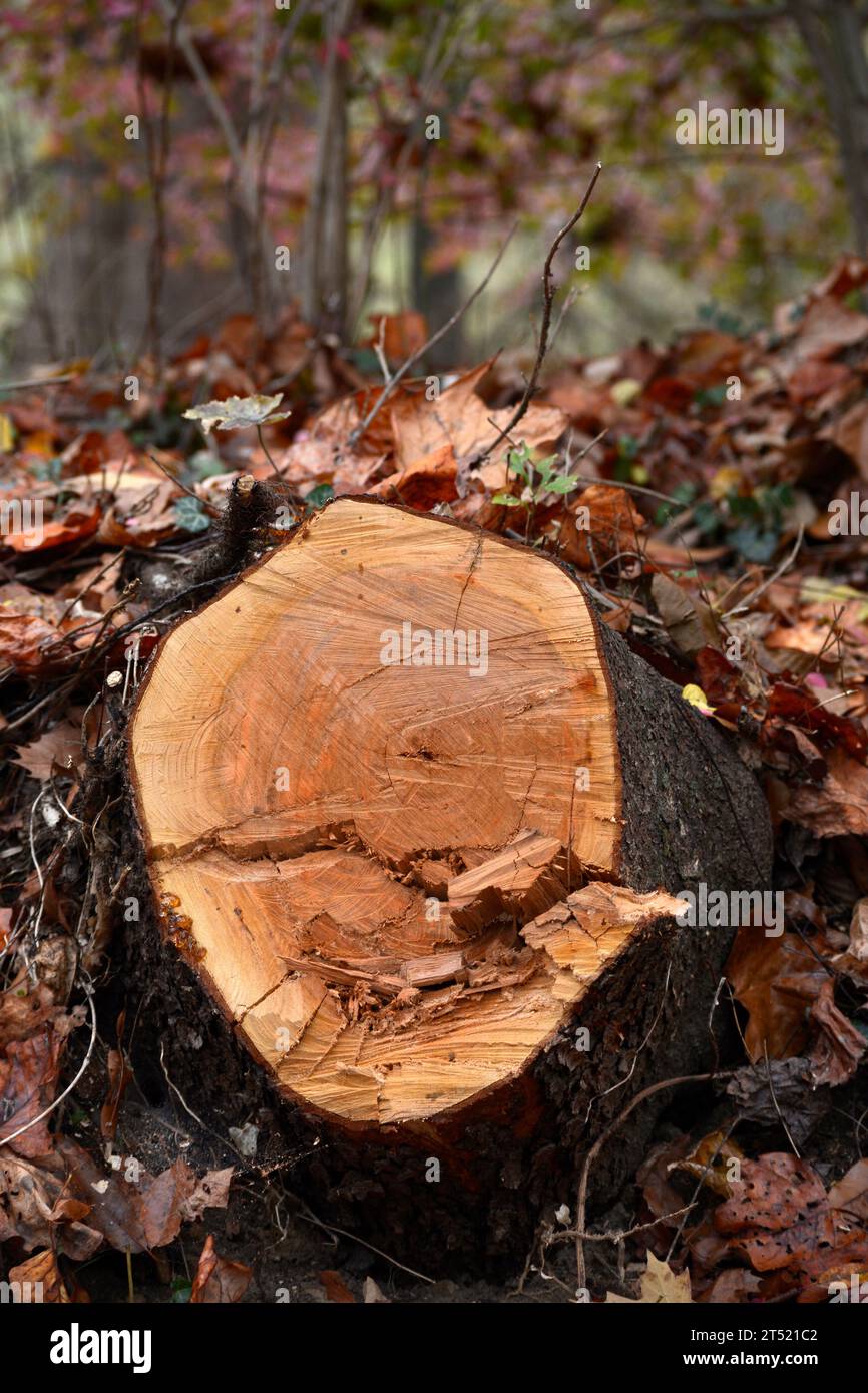 Der Stumpf eines Baumes, der kürzlich in Abingdon, Virginia, gefällt wurde Stockfoto