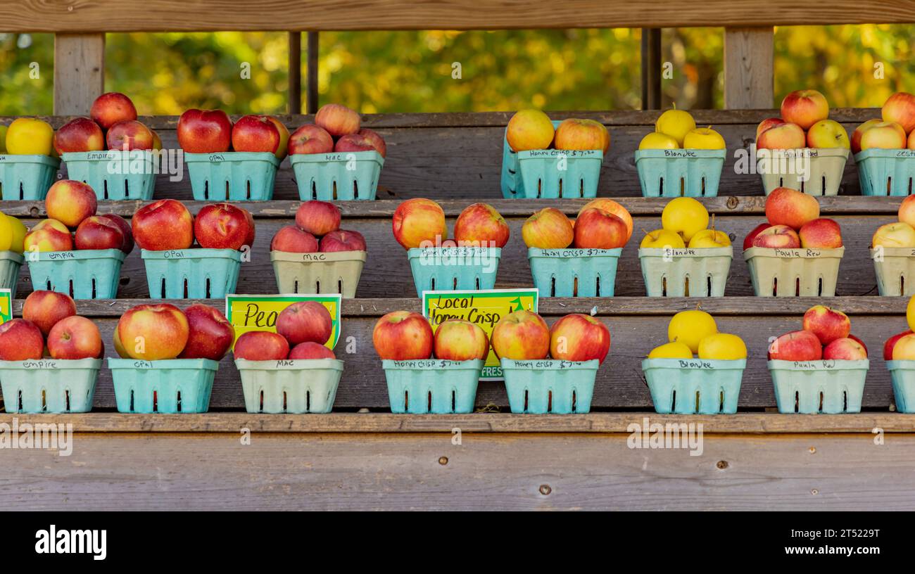 Detailbild von Behältern mit Äpfeln auf Regalen zum Verkauf auf einem Bauernhof in Aquebogue Stockfoto