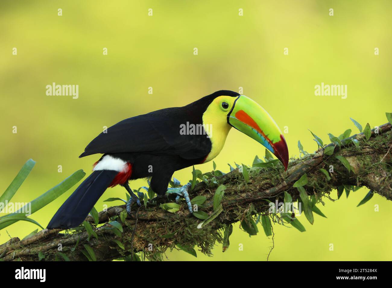 Toucan mit Kielschnabel, Ramphastos sulfuratus, Vogel mit großem Schnabel. Tukan sitzt auf einem Ast im Wald. Stockfoto