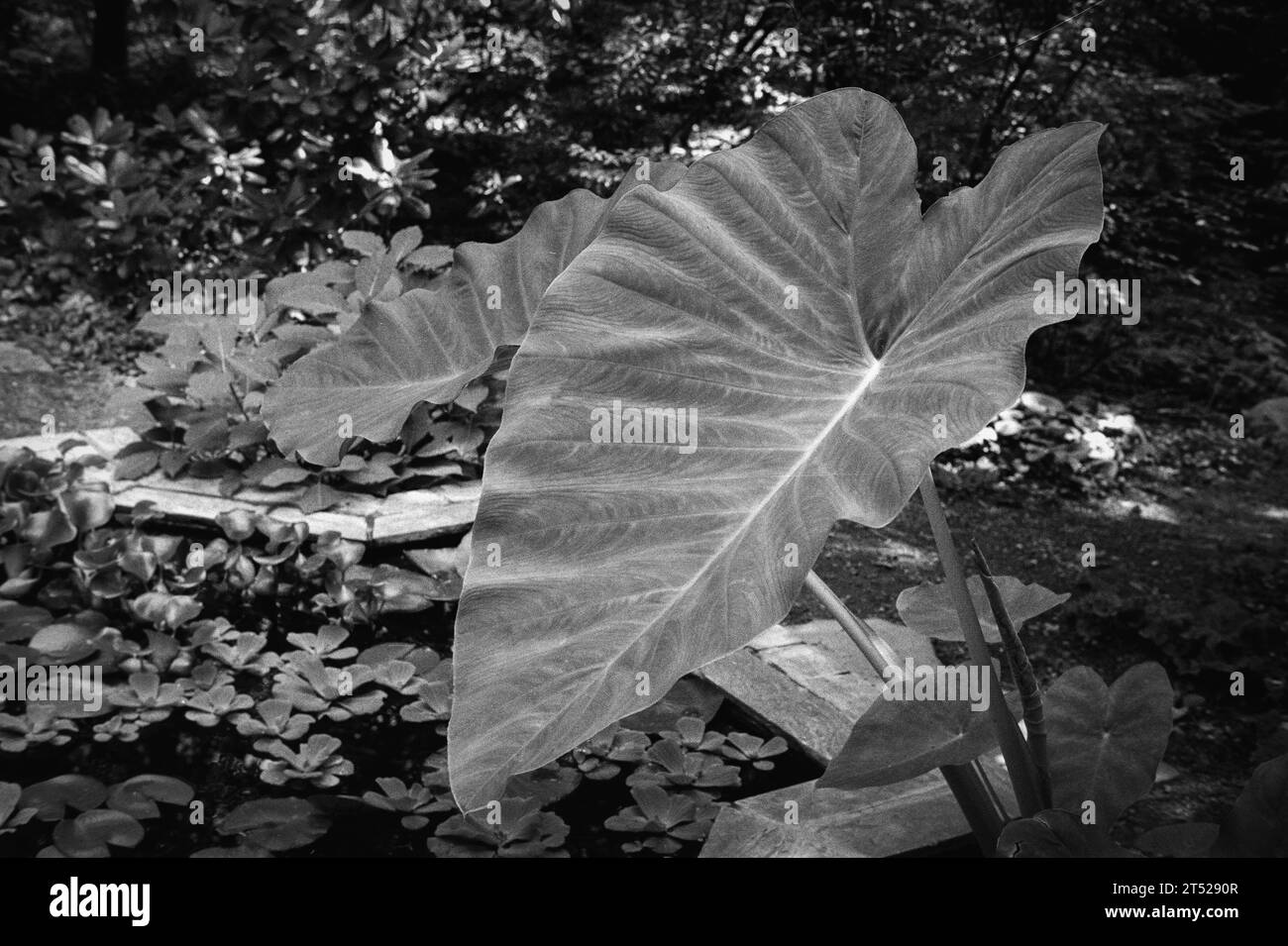 Eine Pflanze mit riesigen Blättern wächst aus einem kleinen Koi-Teich in einem üppigen Garten an einem sonnigen Tag. Das Bild wurde auf analogem Schwarzweißfilm aufgenommen. Stockfoto