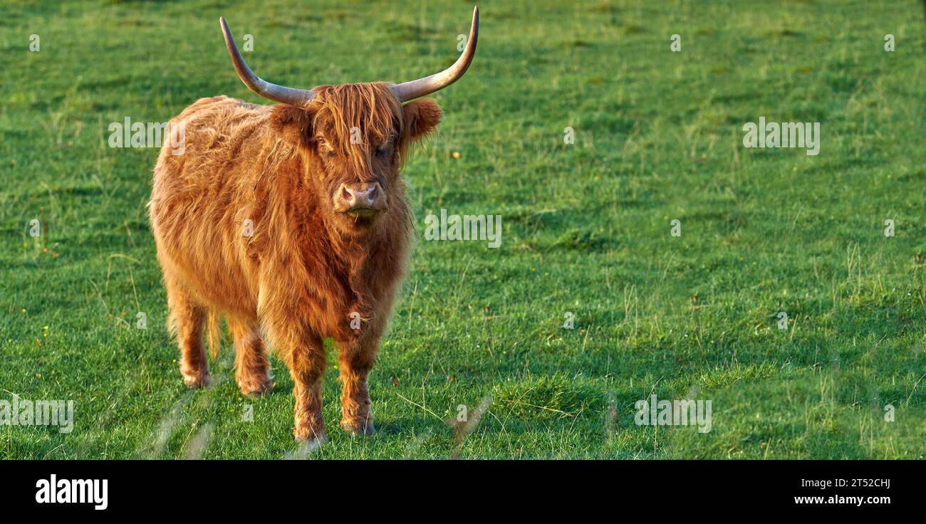 Schottische Rinder- und Viehzucht auf einem Bauernhof für die Rindfleischindustrie. Landschaft mit Tier in der Natur. Braune, haarige Hochlandkuh mit Hörnern auf einem Grün Stockfoto