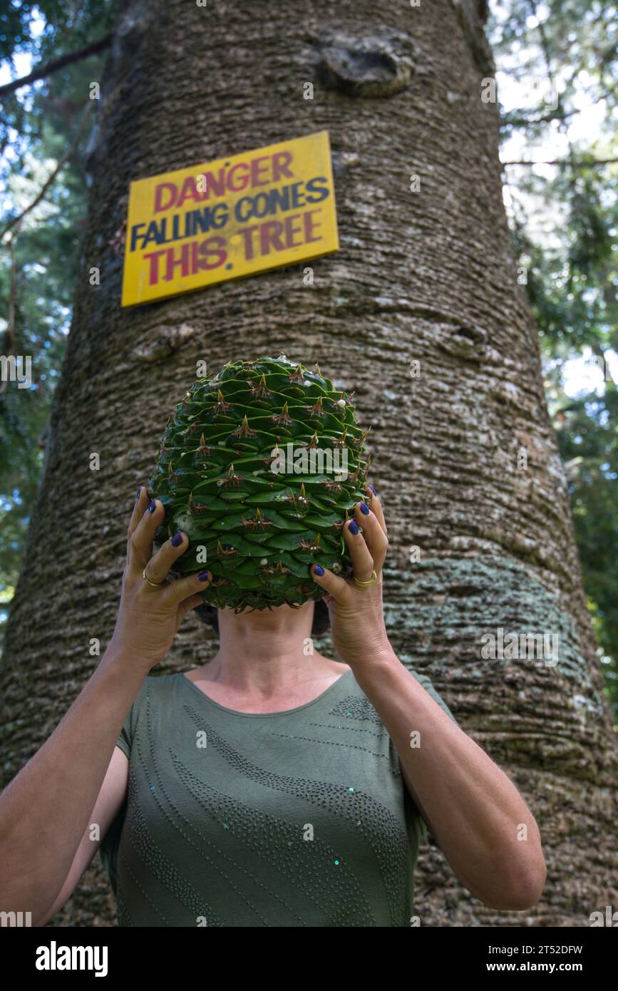 Die Frau hält einen Bunya-Kiefernkegel vor dem Kopf neben dem großen Baum mit einem Warnschild Stockfoto