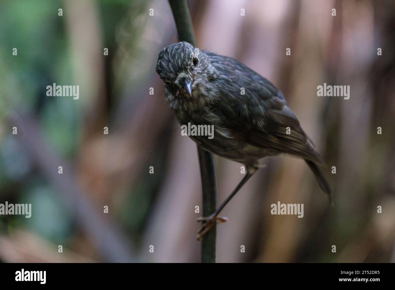 NZ North Island Robin - Petroica longipes Maori Name Toutouwai - thront auf einem Zweig im Wald Stockfoto