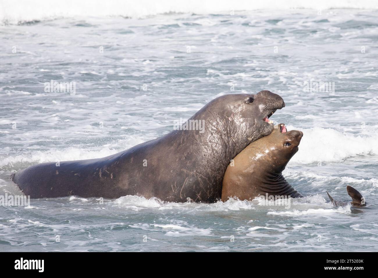 Ein ausgewachsener männlicher Südseelefant Seal, Mirounga leonina, und ein jüngerer männlicher, an einem Strand auf den Falklandinseln. Stockfoto