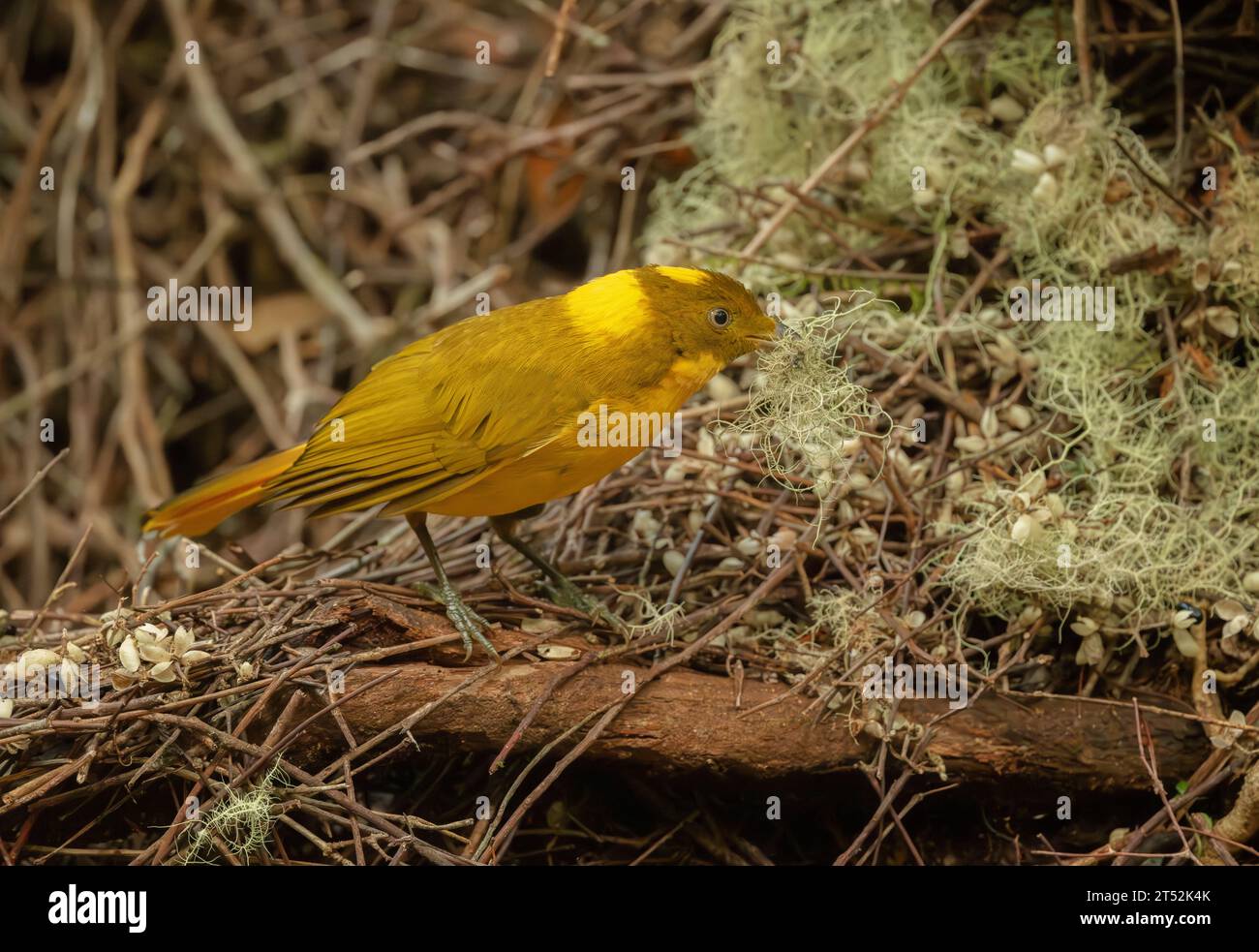 Ein männlicher Goldener Bowerbird (Prionodura newtoniana) legt sich um benachbarte Setzlinge. Eine Vielzahl von Flechten und farbenfrohen Naturobjekten, Stockfoto