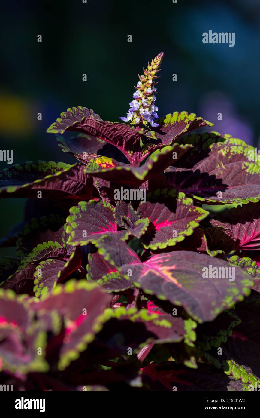 Bunte Coleus Plectranthus scutellarioides Pflanze blüht Stockfoto