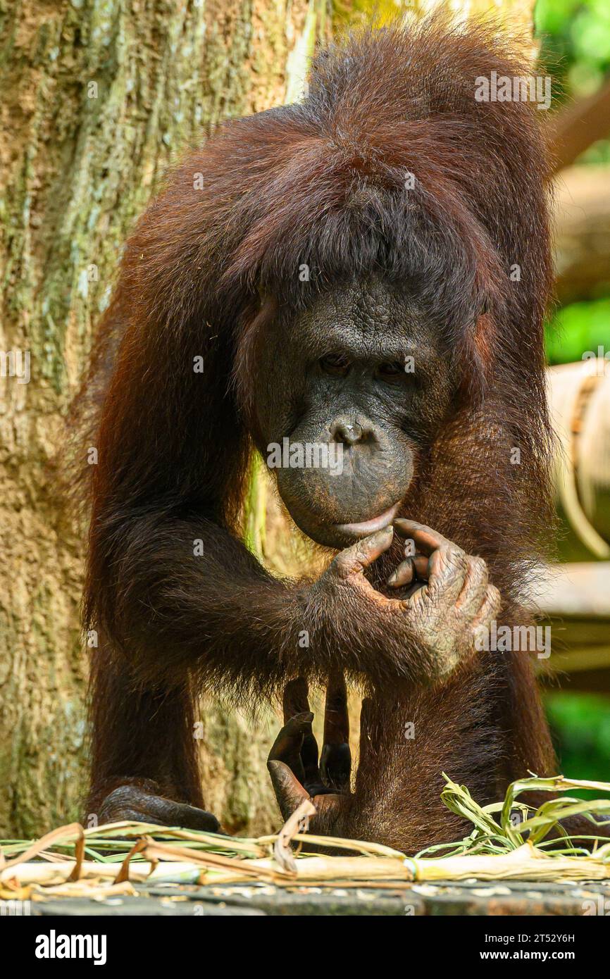 Orang-Utans im Zoo von Singapur Stockfoto
