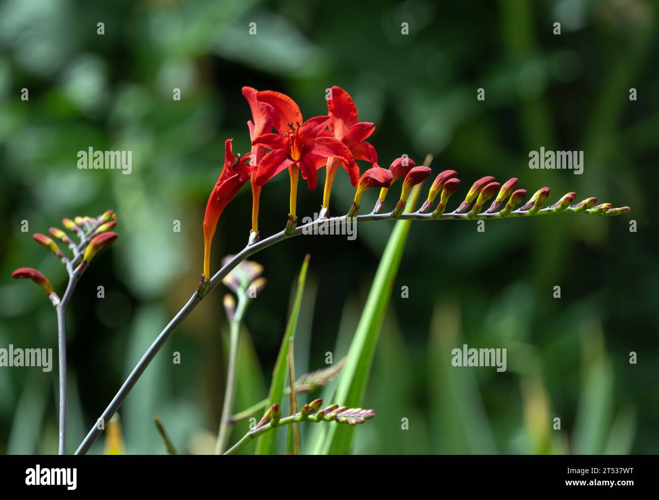 Ein Crocosmia-Blütenstamm mit offenen Blüten und Knospen in einem schönen Rot. Stockfoto