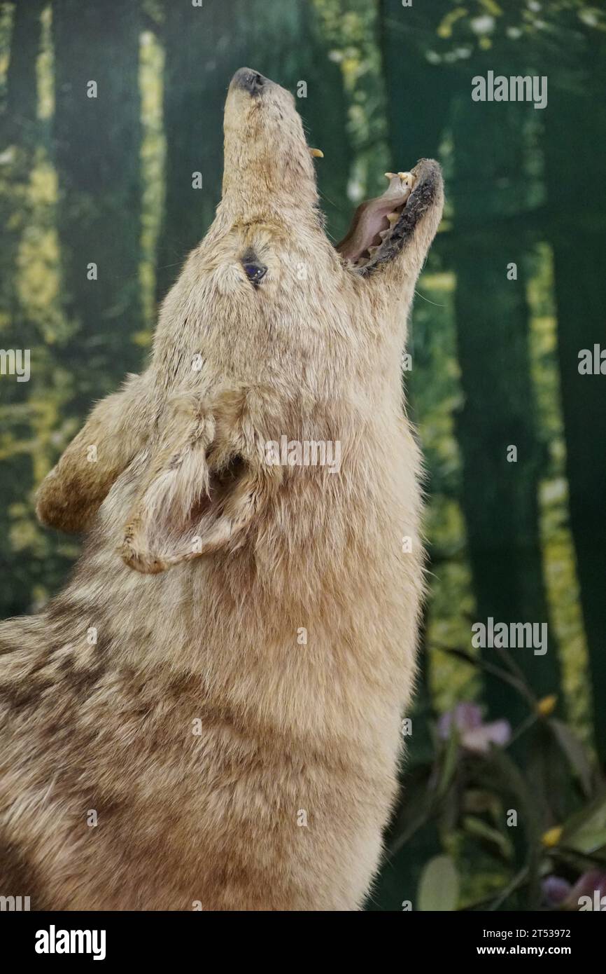 Nahaufnahme eines Wolfs, der im Dschungel heult Stockfoto