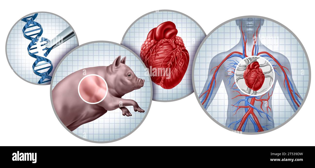 Schweinespender für menschliches Herztransplantationskonzept als genetisch verändertes Tierorgan, das als Xenotransplantationstechnologie auf den Menschen übertragen wird Stockfoto
