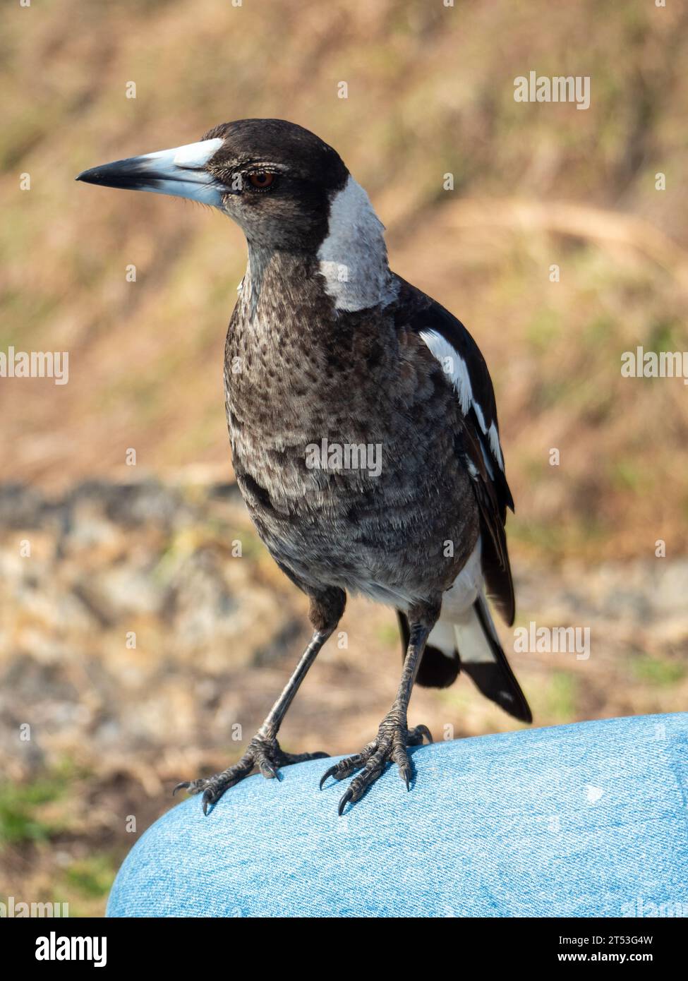 Eine Magpie, die zu persönlich auf einem Knie steht Stockfoto