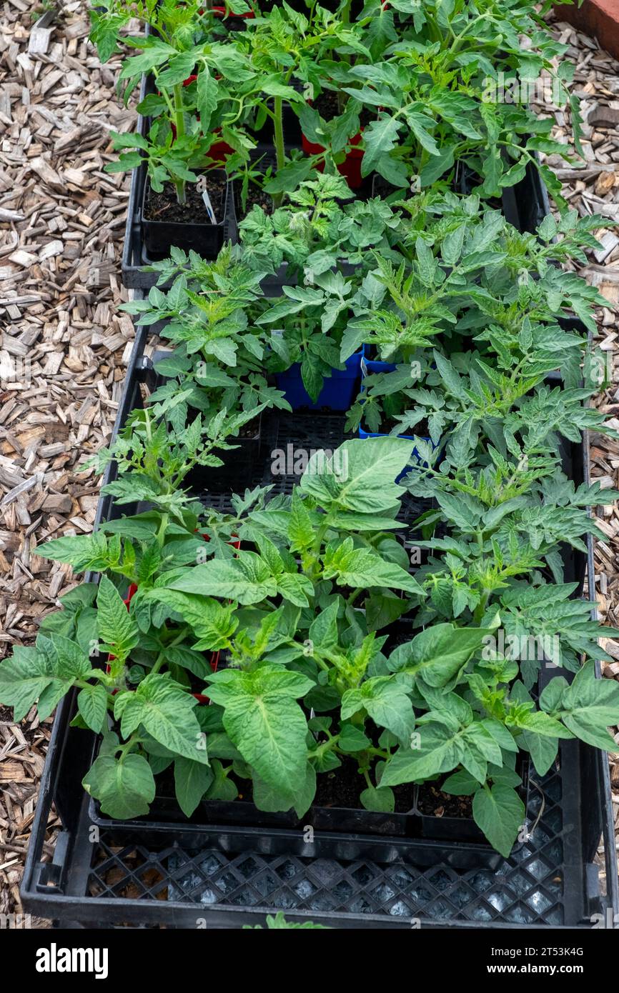 Eine Vielzahl von sehr gesunden Tomatensämlingen, die draußen abgehärtet werden, bevor sie im Frühjahr gepflanzt werden. Stockfoto