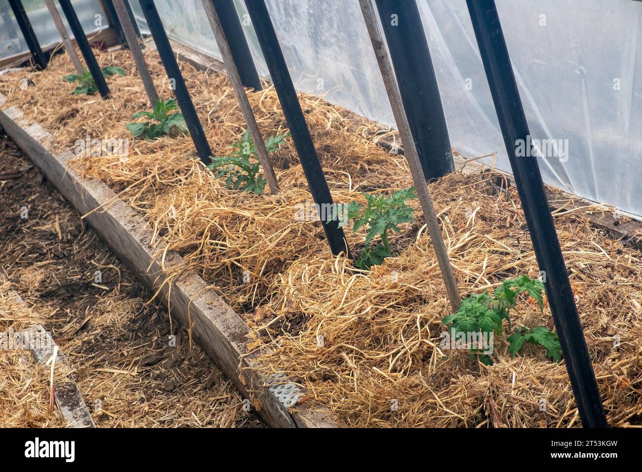 Frühe gut gemulcherte Tomatenpflanze in einem Hoop Tunnel Hot House Stockfoto