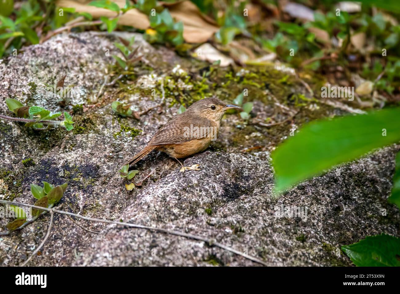 Itatiaia Spinetail auf einem Felsen, Itatiaia, Rio de Janeiro, Brasilien Stockfoto