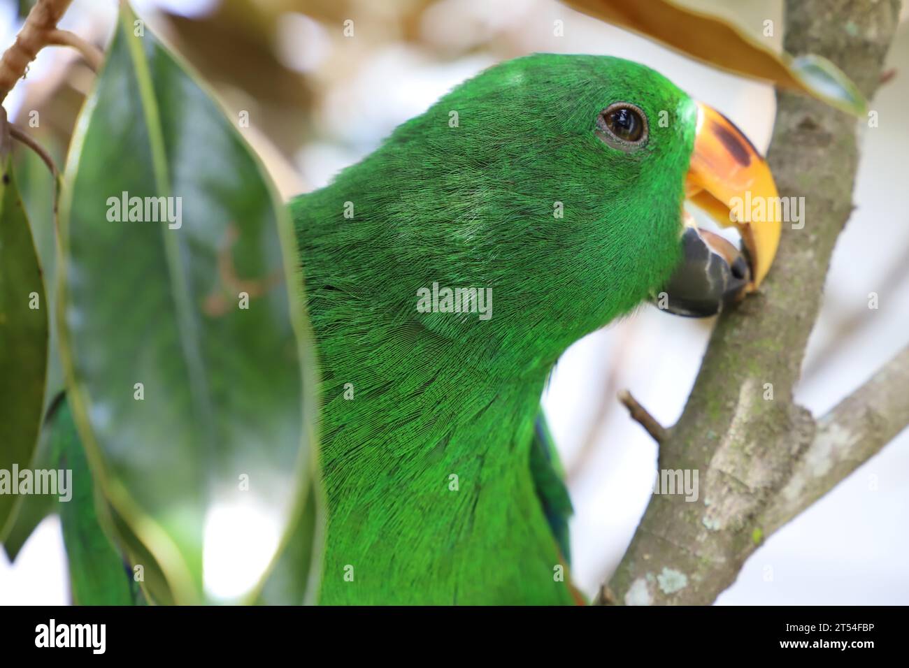 Ein lebendig grüner Vogel sitzt auf einem Zweig eines Baumes, dessen Kopf nach rechts gedreht ist Stockfoto