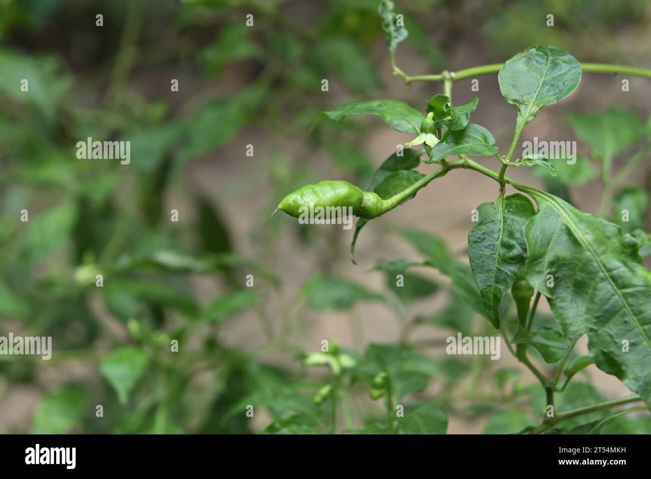 Nahaufnahme einer unreifen grünen Bird's Eye Chili (Thai Chili) Schote mit einer kleinen Chiliblume im Hintergrund auf dem Zweig Stockfoto