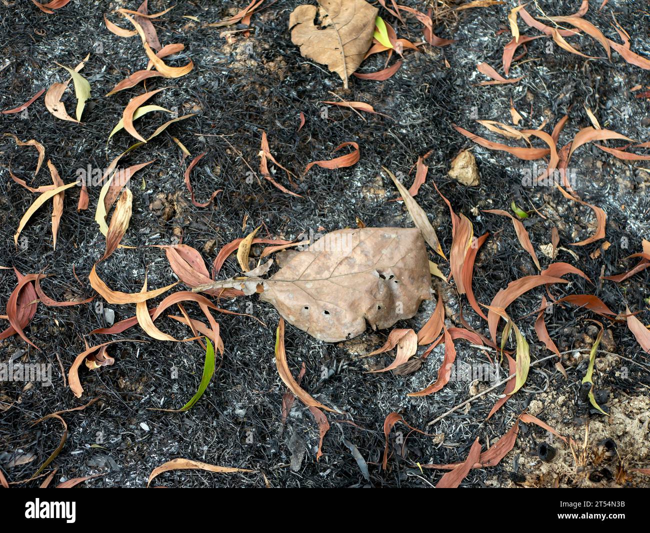 Trockene Blätter von Akazienpflanzen auf dem tropischen Waldboden. Natürlicher Hintergrund. Stockfoto