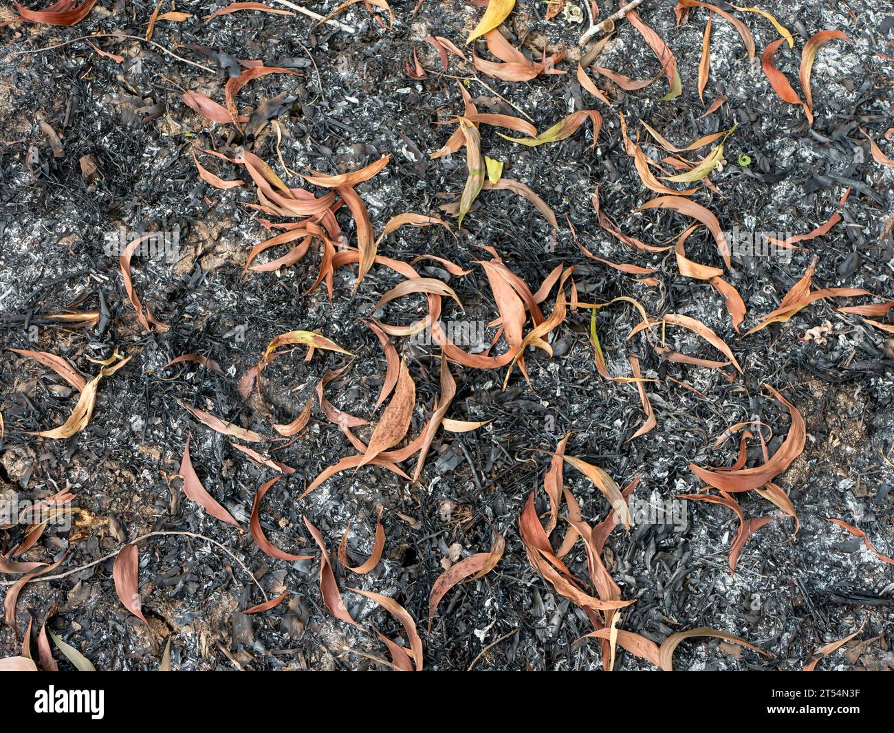 Trockene Blätter von Akazienpflanzen auf dem tropischen Waldboden. Natürlicher Hintergrund. Stockfoto