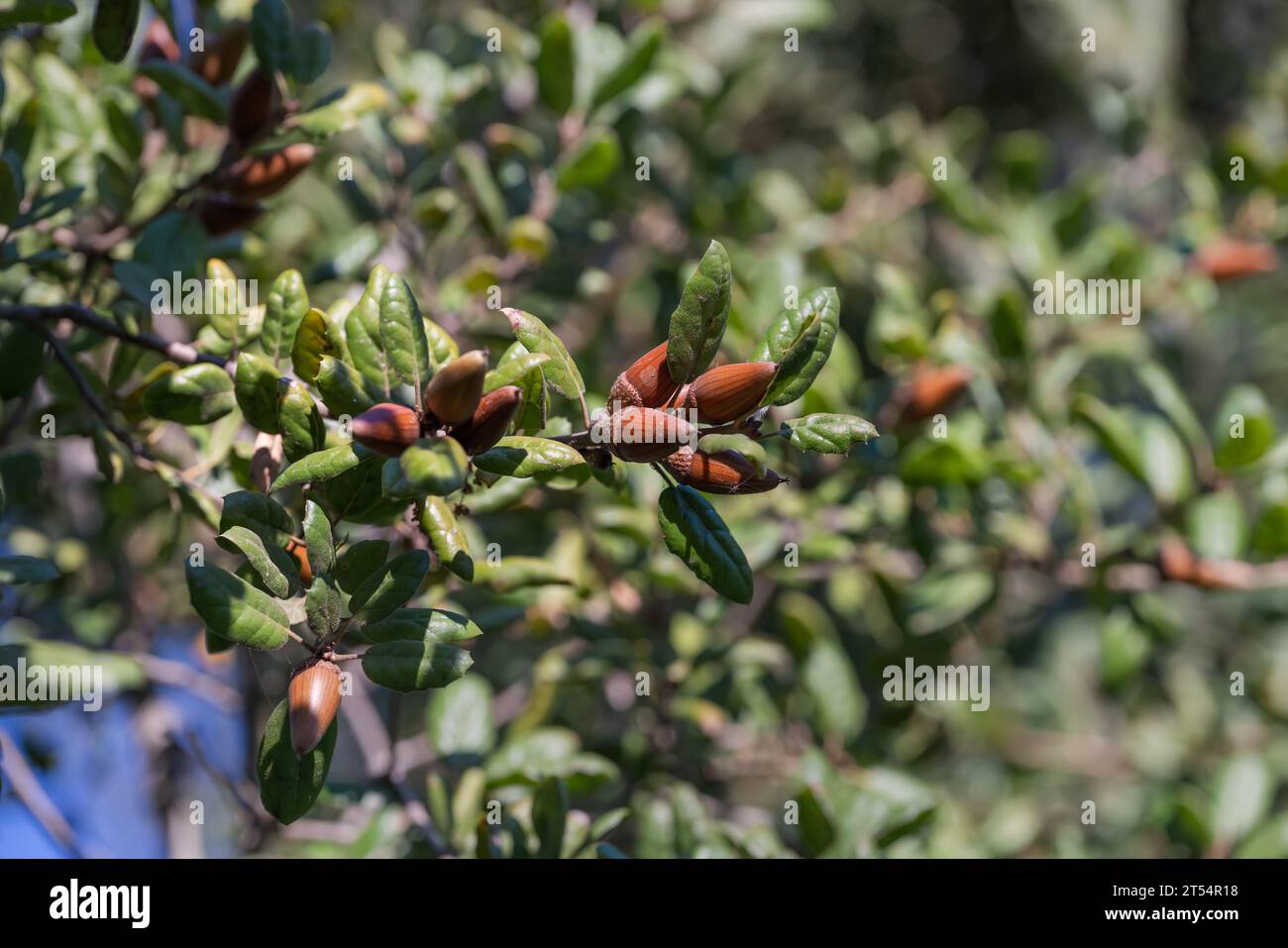 Ein Eichenzweig mit Eicheln in den warmen Herbsttönen. Coast Live Oak (Quercus agrifolia) Samen aus nächster Nähe bei Sonnenuntergang Stockfoto