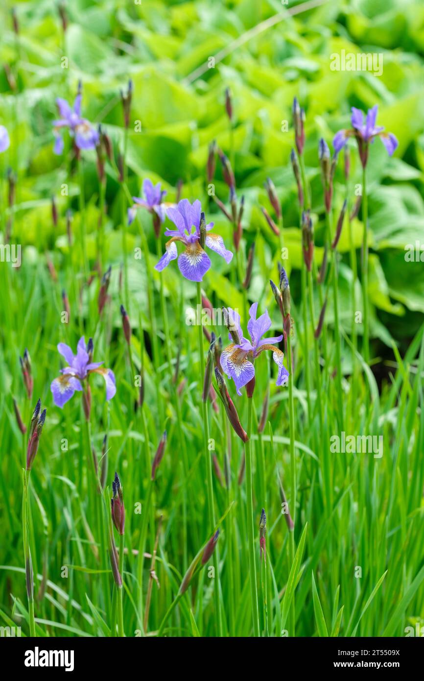 Iris tropische Nacht, sibirische Iris tropische Nacht, Iris sibirica tropische Nacht, violette Blüten mit geäderten gelben Kehlen Stockfoto
