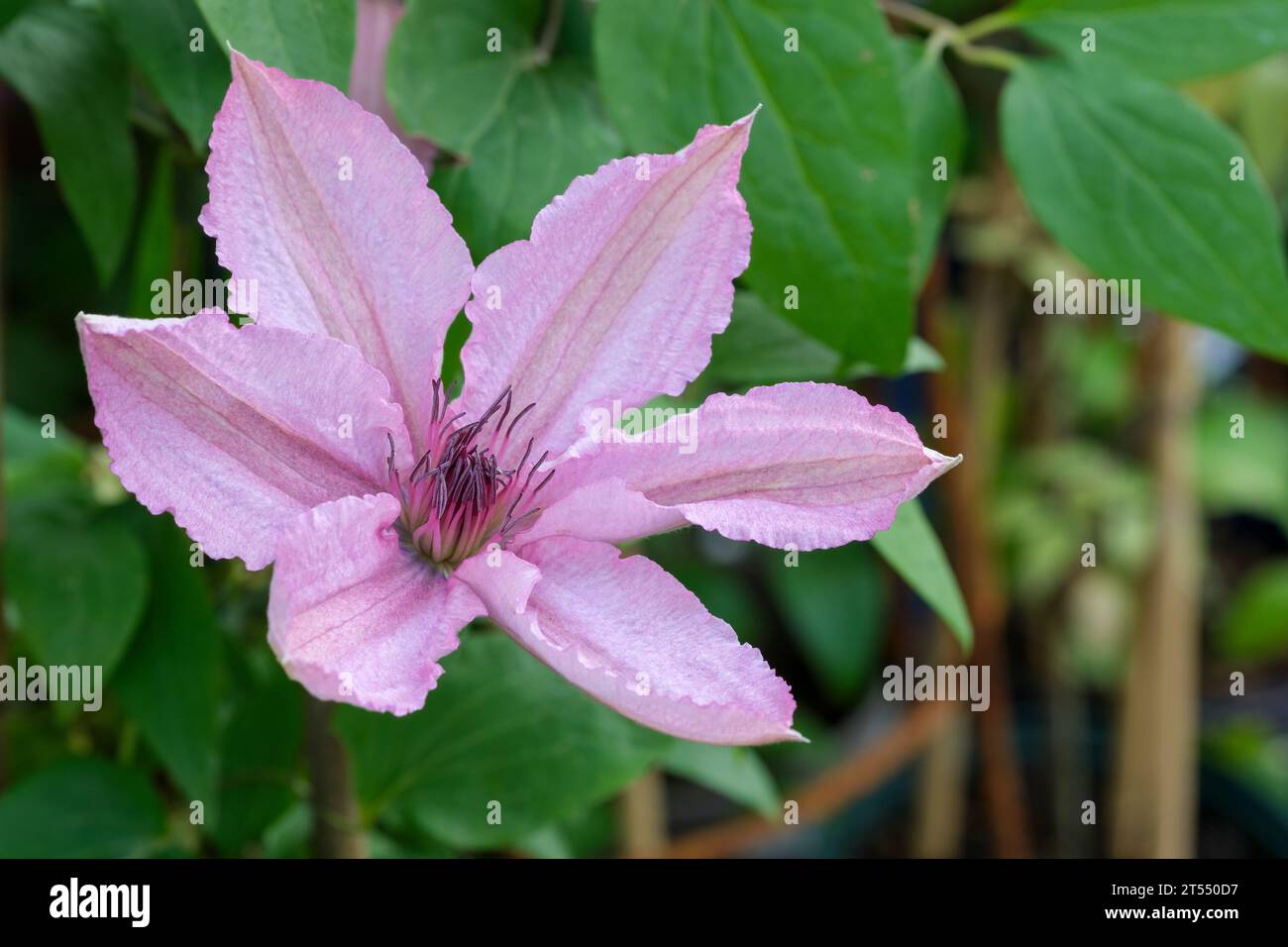 Clematis Hagley Hybrid, Laubkletterer, einzelne, muschelrosa Blüten, tiefrote Antheren Stockfoto