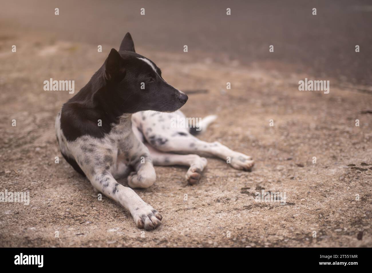 Streunender Hund ​​lying hungrig und wartet auf Futter von Passanten, World Dog Day Konzept Stockfoto