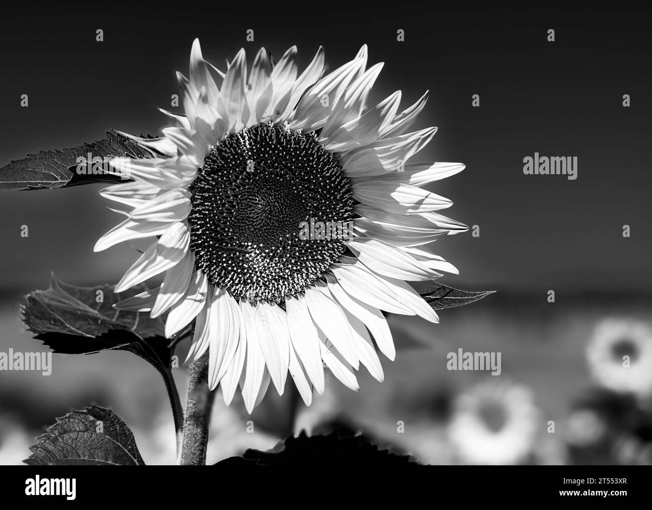 Schwarzes und weißes Sonnenblumenfeld Stockfoto