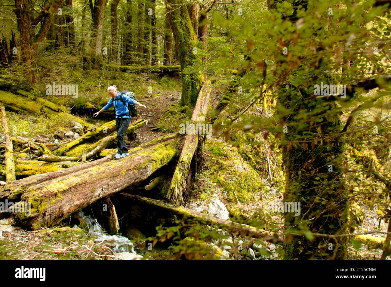 Weibliche Wanderer, die eine Holzbrücke in einem Regenwald aus Buchen überquert. Stockfoto