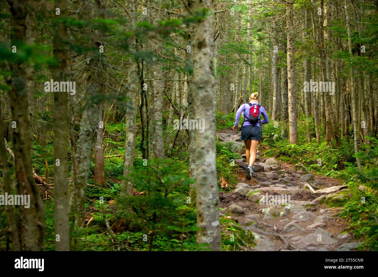 Frauen-Trailrunning in New Hampshire, USA. Stockfoto