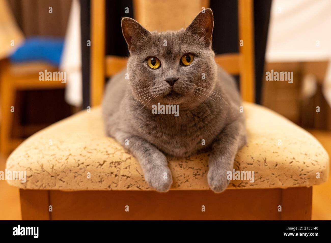 Britische blaue Katze auf einem Stuhl Stockfoto