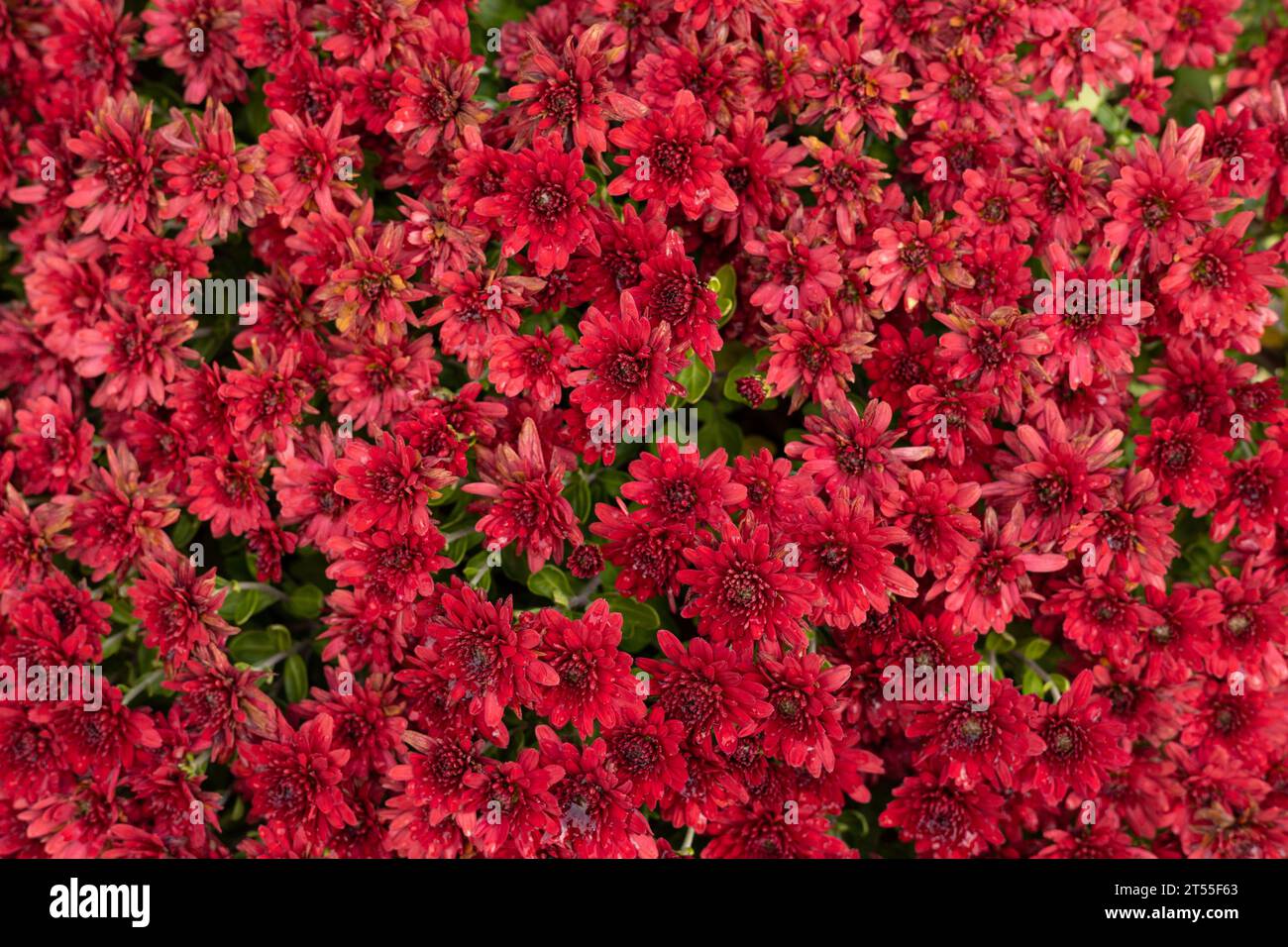 Rote Astern blumen als Hintergrund Stockfoto
