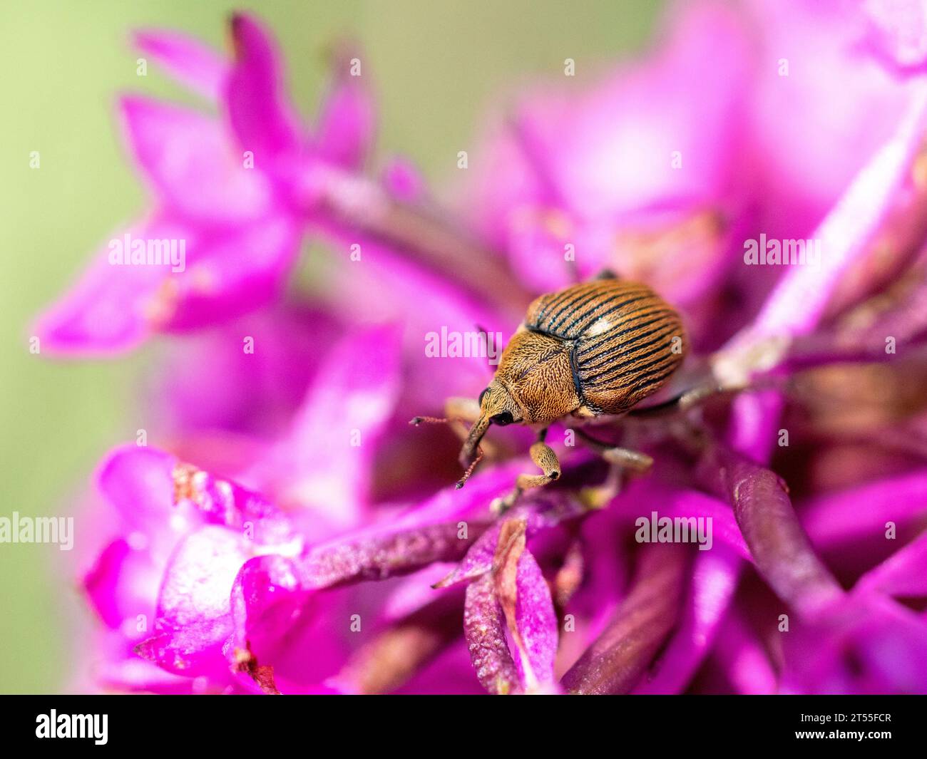 Iris Seed Weevil (Mononychus punctumalbum) auf Pyramidenorchidee (Anacamptis pyramidalis) Stockfoto